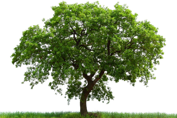 Symbolism and Archetype of Jia Wood