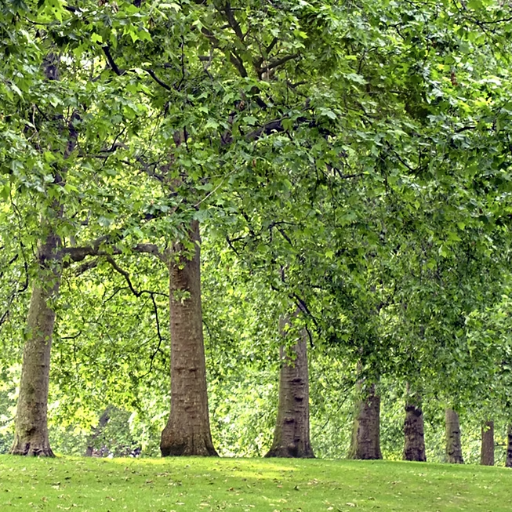 Yang Wood vs. Yin Wood: The Critical Distinction